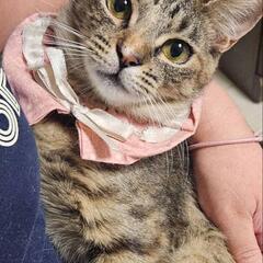抱っこ大好き女子🍀2歳(ご相談中)