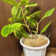 観葉植物　アルテシマゴムの木