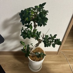 ガジュマル曲り昇り龍(55cm〜75cm)