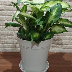 観葉植物　ディフェンバキア