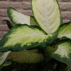 観葉植物　ディフェンバキアの画像