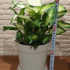 観葉植物　ディフェンバキアの画像