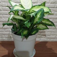 観葉植物　ディフェンバキアの画像