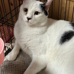 【動画あり】背中のミッキーマウス柄がチャームポイント。更にシルキ...