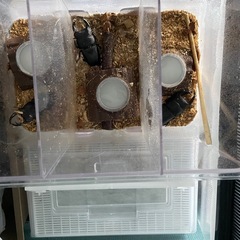 国産オオクワガタの画像