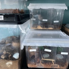 国産オオクワガタ