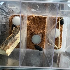 国産オオクワガタの画像