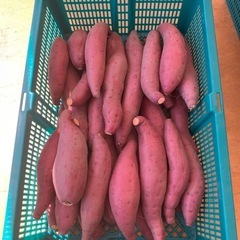 農家直送　甘い　美味い、さつまいも　2キロ前後　お米の代わりに‼️④の画像
