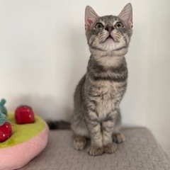 ずっとの家族が決まりました❣️はいくん🩶おっとりさん✨少し長毛で...