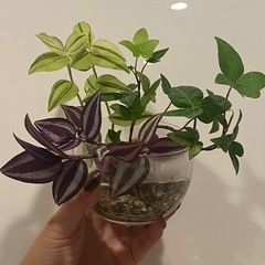 ﾄﾗﾃﾞｨｽｶﾝﾁｱ 2種 ｱｲﾋﾞｰ 観葉植物