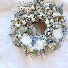 シルバーデイジーの画像