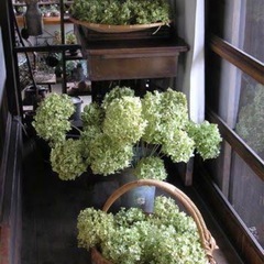 紫陽花　アナベル