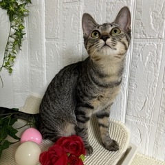 膝にぴょこんと乗ってくれる抱っこ姫のミラちゃんです！