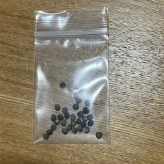 ユーフォルビア　オベサ　種(17粒)