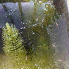 (決定)ヒメダカ(幼魚)の交換