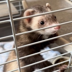 フェレット オス