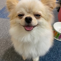 募集停止しています - 犬