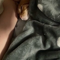 【急募】猫 里親