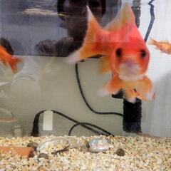 金魚5匹