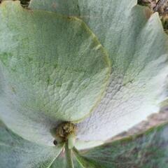 ビカクシダ　板別の画像