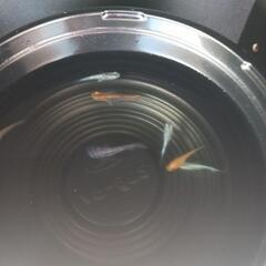 9/7めだか販売の画像