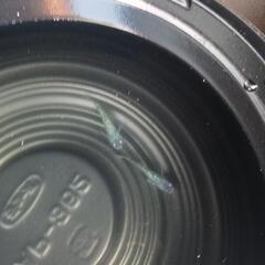 9/7めだか販売の画像