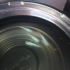 9/7めだか販売の画像