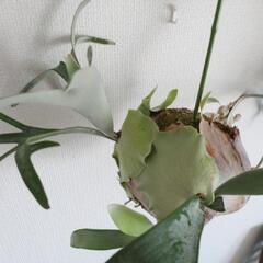 ビカクシダ　ビーチ　玉の画像