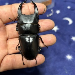 SR YGオオクワガタのペ