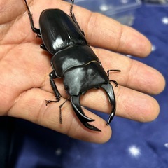 SR YGオオクワガタのペの画像