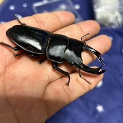 SR YGオオクワガタのペの画像