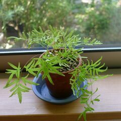 小さな観葉植物鉢植え、カニクサ//リィゴディウムです(成長したの...