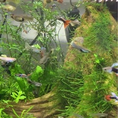 グッピー プラティ🐟稚魚～幼魚