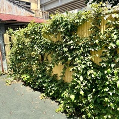 草刈り、剪定、除草剤