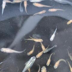 2024  21号  🐟️メダカ無料にて差し上げます。必ず説明文を読んでおいてください🐟の画像