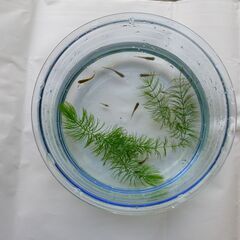 メダカ、エビ各5匹ほど、水草つき