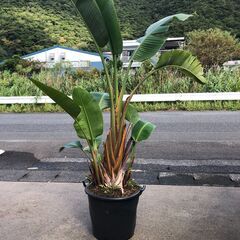 【観葉植物】アレカヤシ３鉢、ストレチアオーガスタ１鉢　４鉢まとめ販売