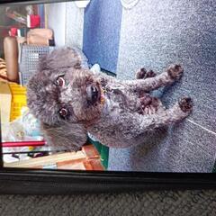 迷子の犬探してます