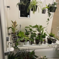 観葉・多肉植物🌱🌿☘️子株や葉挿し