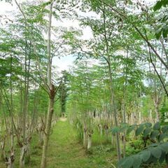 【簡単農業】モリンガ栽培アルバイト募集！の画像