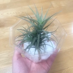 エアープランツ