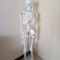 人体模型　1/4大