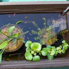 楊貴妃メダカの幼魚あげます①