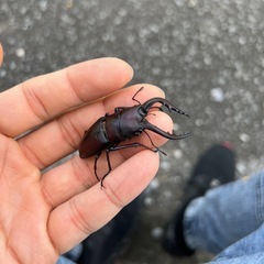 天然ノコギリクワガタ♂ 1匹（2024/09/07採取生体）