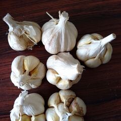 青森県にんにく　500ｇ