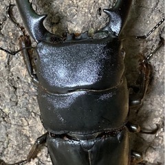 パラワンオオヒラタクワガタ　ペア　82×45
