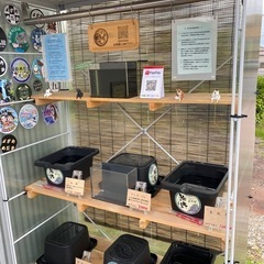 【メダカ屋　恵作めだか】無人販売所　9月7日～ラインナップ