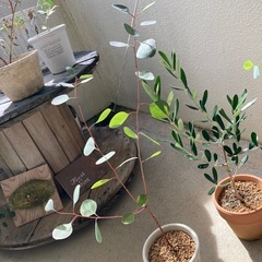 ユーカリ　ポポラス