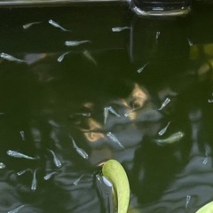 幹之メダカ稚魚