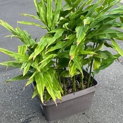 ミョウガ　プランター込み　みょうがの画像